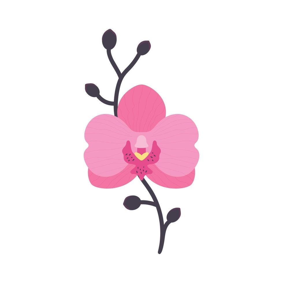 Hand gezeichnet Rosa Orchidee Blume mit Ast. eben Stil. Vektor Illustration