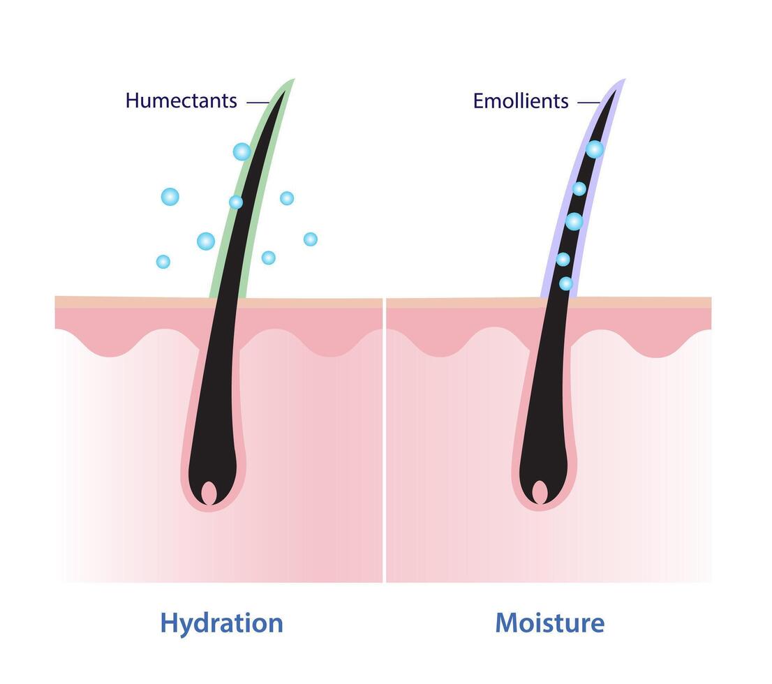 jämförelse av hår hydratisering och hår fukt vektor illustration. fuktighetsbevarande medel locka till sig fukt i till de hår, mjukgörande medel täta i fukt och leverera lång varaktig resultat.