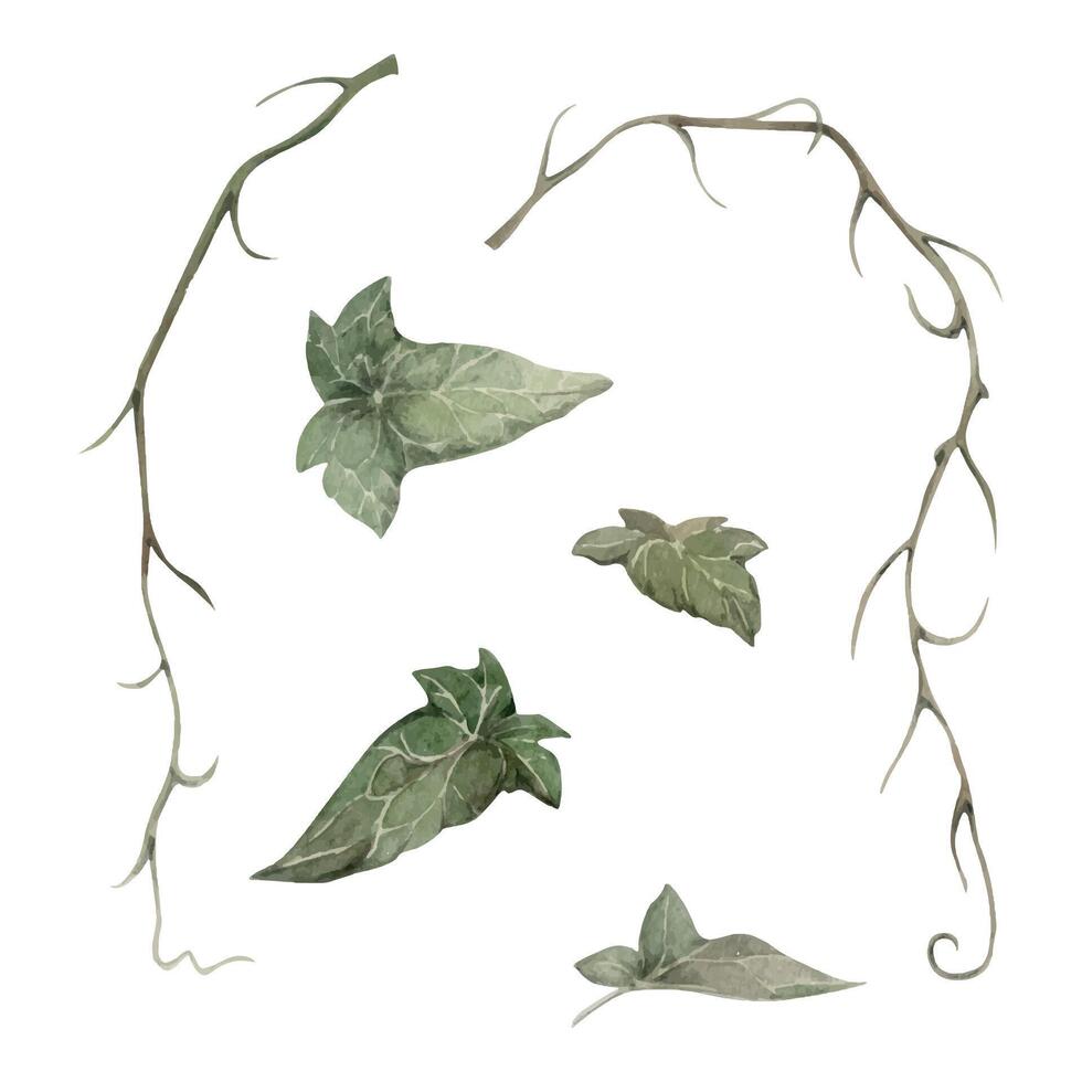 hand dragen vattenfärg illustration botanisk. grön murgröna hängande klänge vin klättrare lian kryp växt löv. enda objekt isolerat vit bakgrund. design bröllop brevpapper kort, blomma affär vektor