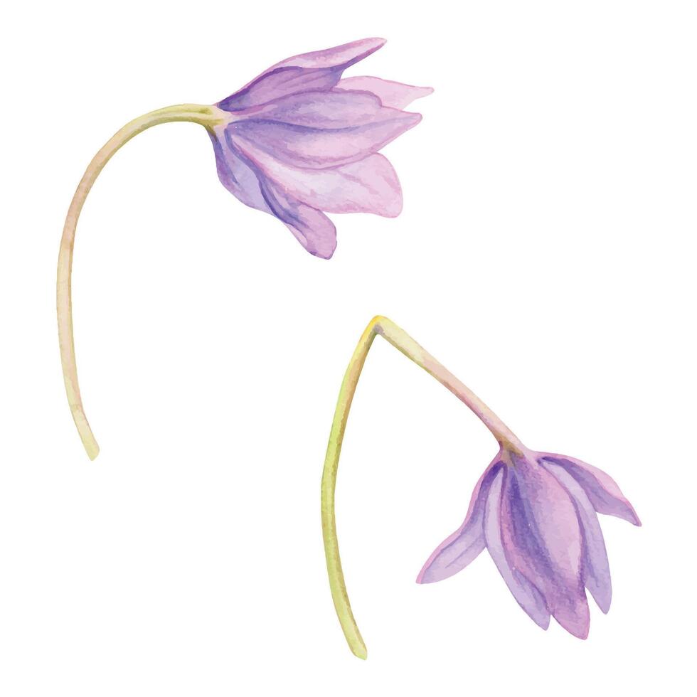 hand dragen vattenfärg illustration botanisk. lila krokus naken damer saffran colchicum blommor stjälkar. enda objekt isolerat på vit. design bröllop brevpapper, kort, scrapbooking, kosmetika vektor