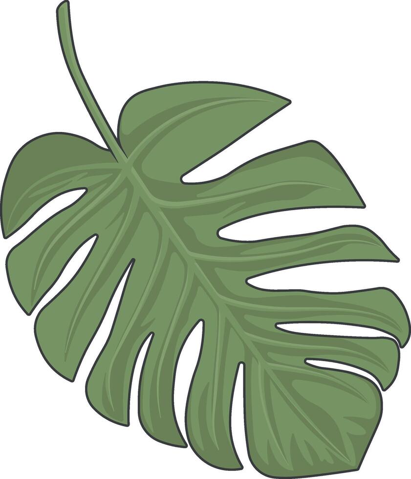 monstera blomma blad utan bakgrund vektor