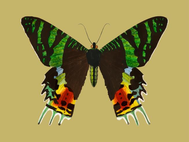 Madagascan Sunset Moth (Urania Riphaeus) illustriert von Charles Dessalines D &#39;Orbigny (1806-1876). Digital verbessert aus unserer 1892er Ausgabe von Dictionnaire Universel D&#39;histoire Naturelle. vektor