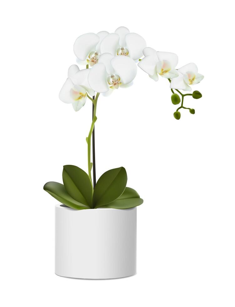 3d realistisch Vektor Symbol Illustration. Orchidee Blume im das Weiß Topf. isoliert auf Weiß Hintergrund.