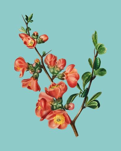 Maule&#39;s quince (Cydonia japonica) illustrerad av Charles Dessalines D &#39;Orbigny (1806-1876). Digitalförstärkt från vår egen 1892-upplaga av Dictionnaire Universel D&#39;histoire Naturelle. vektor