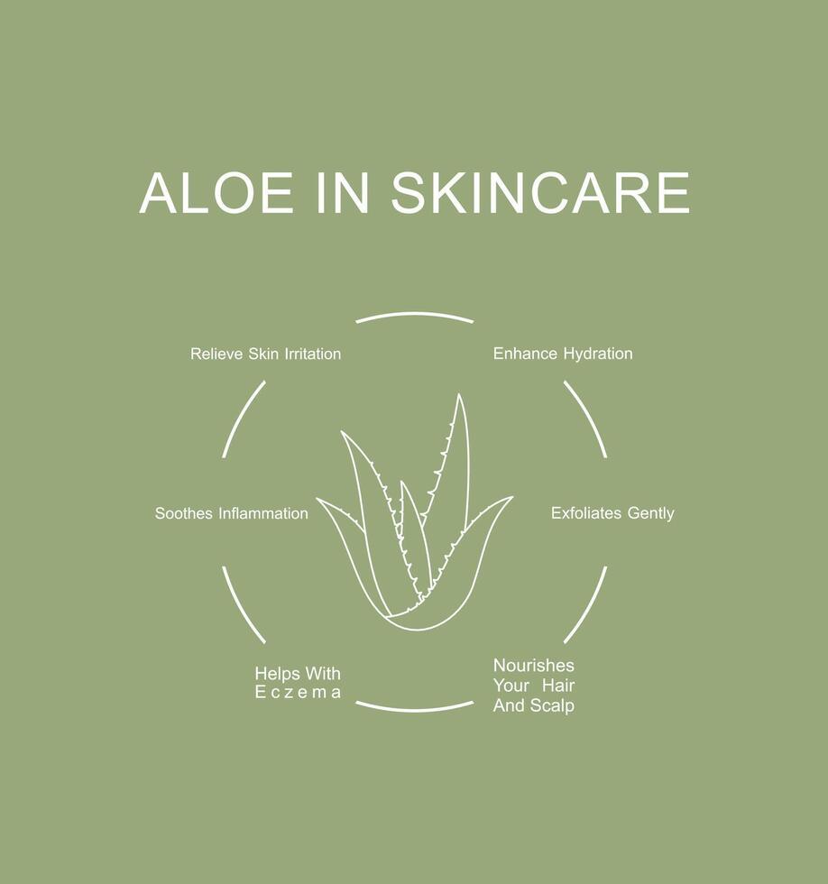 Aloe vera im Hautpflege Routine Vorteile. Infografik Design vektor