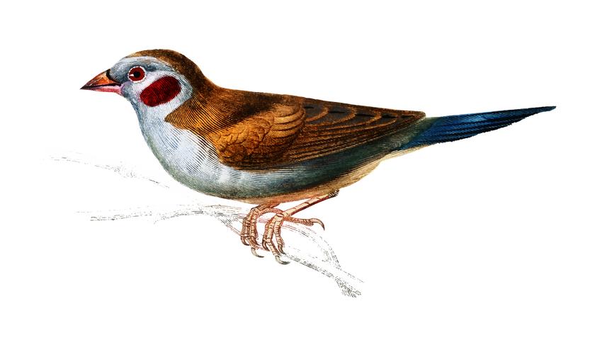 Rödhårig Cordonbleu (Uraeginthus Bengalus) illustrerad av Charles Dessalines D &#39;Orbigny (1806-1876). Digitalförstärkt från vår egen 1892-upplaga av Dictionnaire Universel D&#39;histoire Naturelle. vektor