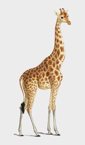 Giraff (Giraffkamelopardalis) illustrerad av Charles Dessalines D &#39;Orbigny (1806-1876). Digitalförstärkt från vår egen 1892-upplaga av Dictionnaire Universel D&#39;histoire Naturelle. vektor