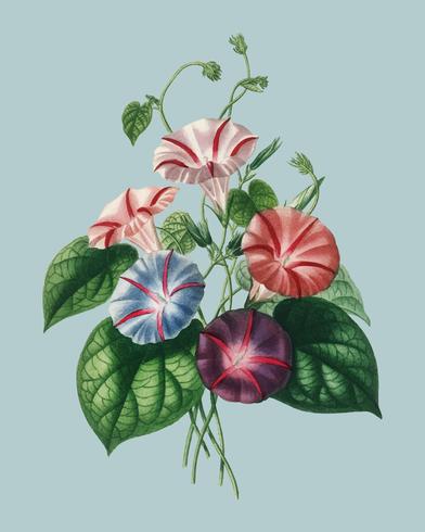 Morning-Glory (Pharbitis hispida), illustriert von Charles Dessalines D&#39;Orbigny (1806-1876), digital verbessert aus unserer eigenen 1892-Ausgabe von Dictionnaire Universel D&#39;histoire Naturelle. vektor