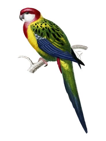 Psittacus carolinensis illustrerad av Charles Dessalines D &#39;Orbigny (1806-1876). Digitalförstärkt från vår egen 1892-upplaga av Dictionnaire Universel D&#39;histoire Naturelle. vektor