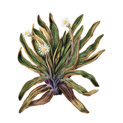 Antikväxter Bergdisyck dras av Sarah Featon (1848 - 1927). Digitalt förbättrad av rawpixel. vektor