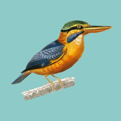 Rufous-collared kingfisher (Martin chasseur trapu) illustrerad av Charles Dessalines D &#39;Orbigny (1806-1876). Digitalförstärkt från vår egen 1892-upplaga av Dictionnaire Universel D&#39;histoire Naturelle. vektor