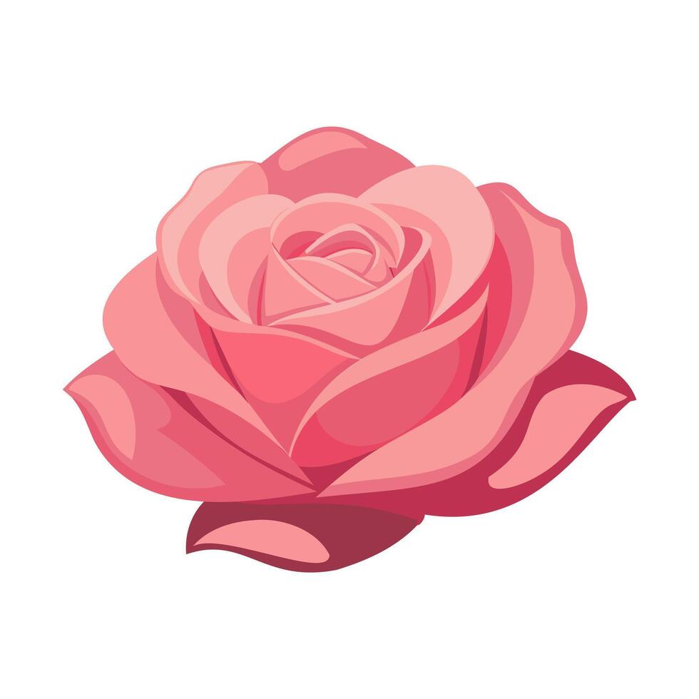 ein Rosa Rose auf ein Weiß Hintergrund vektor