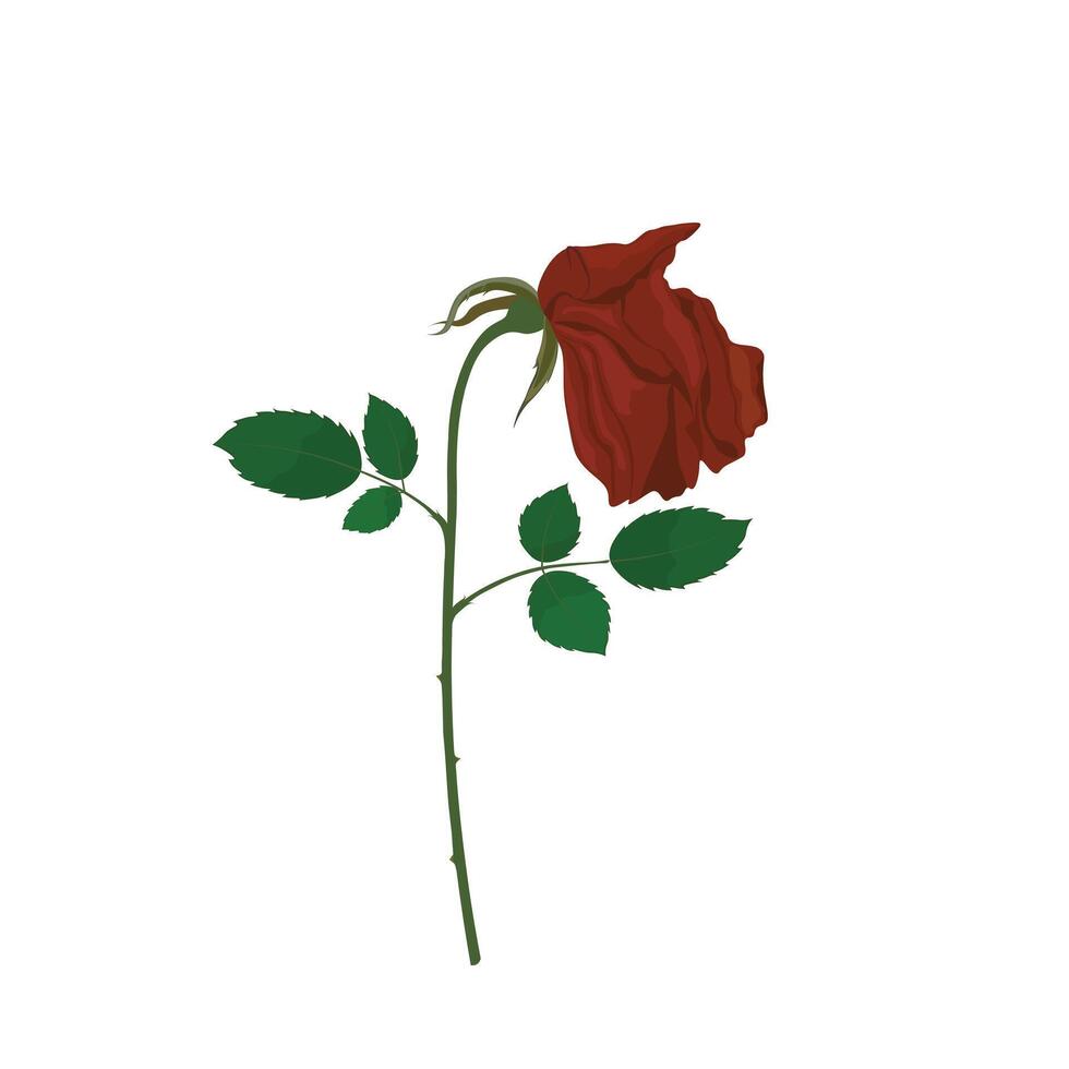 Single verwelkt Rose eben Vektor Illustration auf Weiß Hintergrund. ein Stufen von ein Rose. Welken Rose.