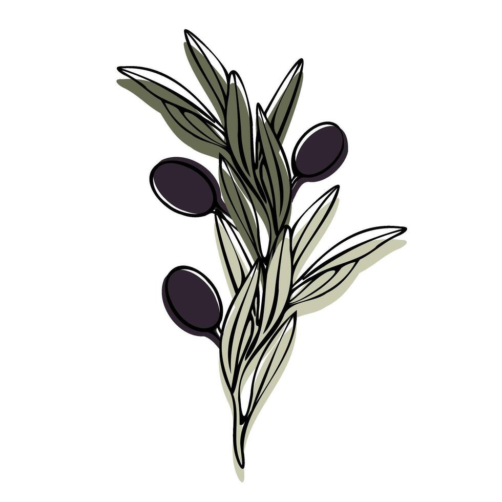 Vektor Olive Baum Ast mit Blätter und Oliven Frucht. Hand gemalt Gliederung Blumen- Illustration mit Farbe Hintergrund zum Logo, Paket Design, Grüße, Tapeten, drucken, Stoff