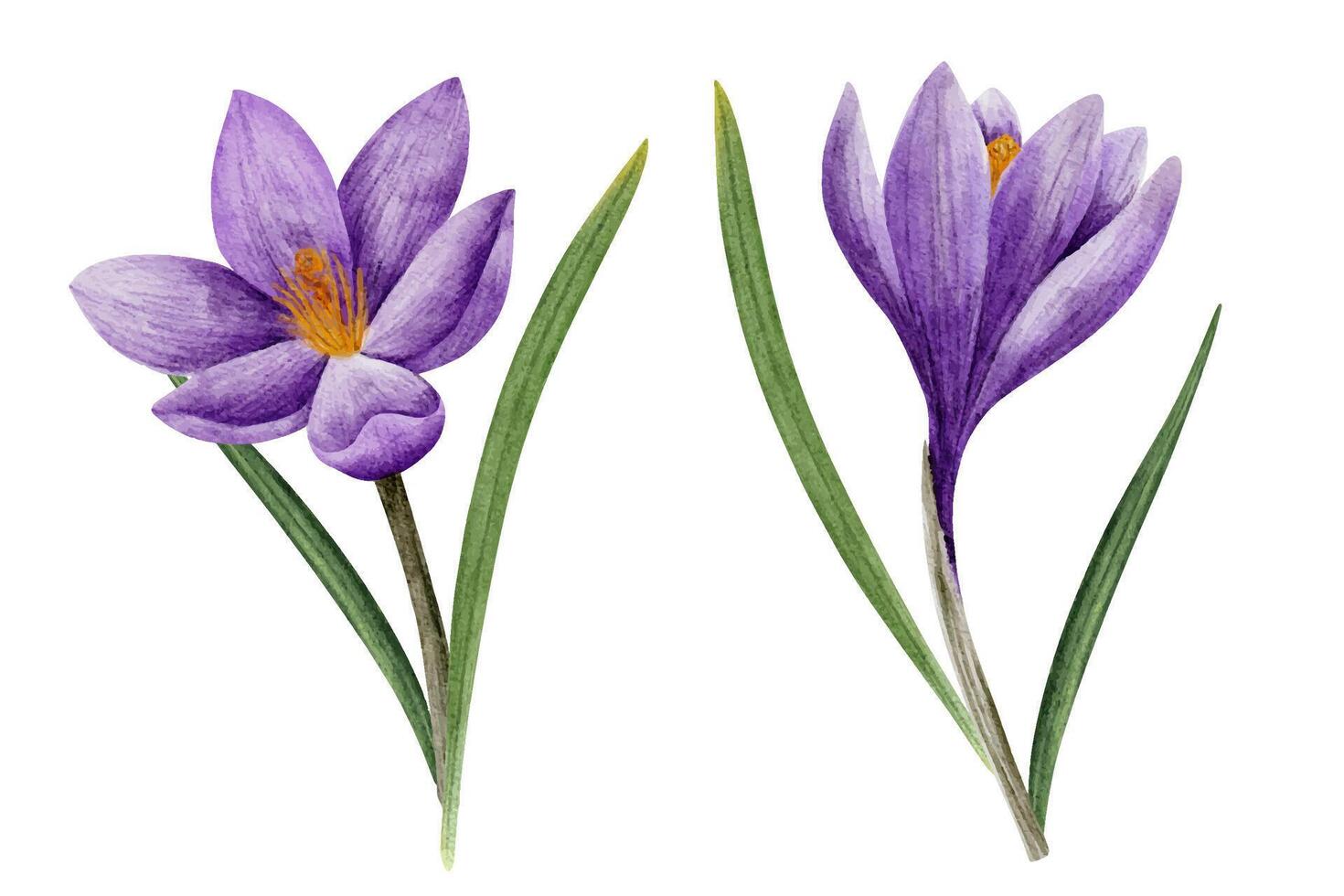 krokus blomma i lila Färg, dragen i vattenfärg, isolerat på vit. hand dragen botanisk illustration. element för kort, logotyper, grafik, bröllop design vektor