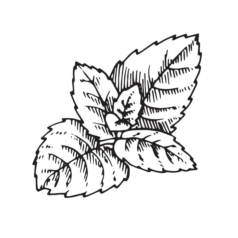 mynta blad vektor illustration. hand dragen grafisk ClipArt av grönmynta på vit isolerat bakgrund. linjär teckning av pepparmynta. översikt skiss av mentol. svart linje konst av citron- balsam löv
