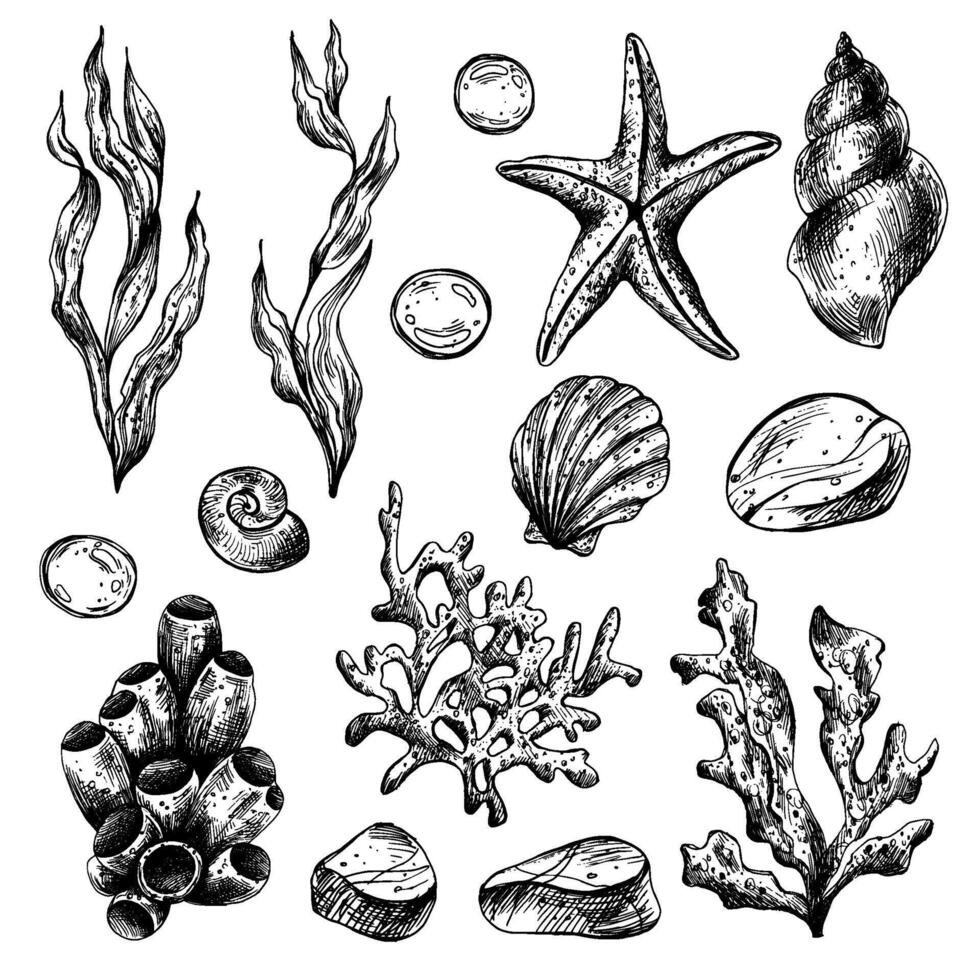 unter Wasser Welt Clip Art mit Meer Tiere Wal, Schildkröte, Krake, Seepferdchen, Seestern, Muscheln, Koralle und Algen. Grafik Illustration Hand gezeichnet im schwarz Tinte. einstellen von isoliert Objekte eps Vektor. vektor