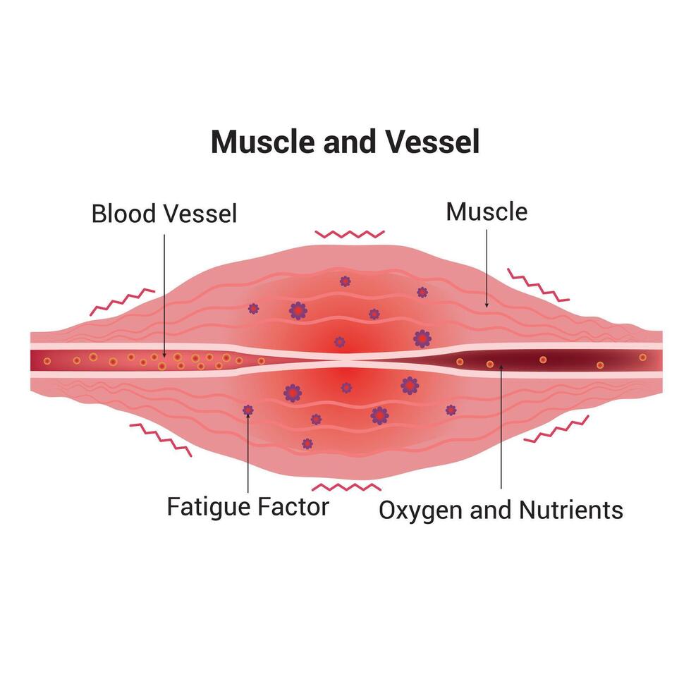 Muskel und Schiff Wissenschaft Design Vektor Illustration Diagramm