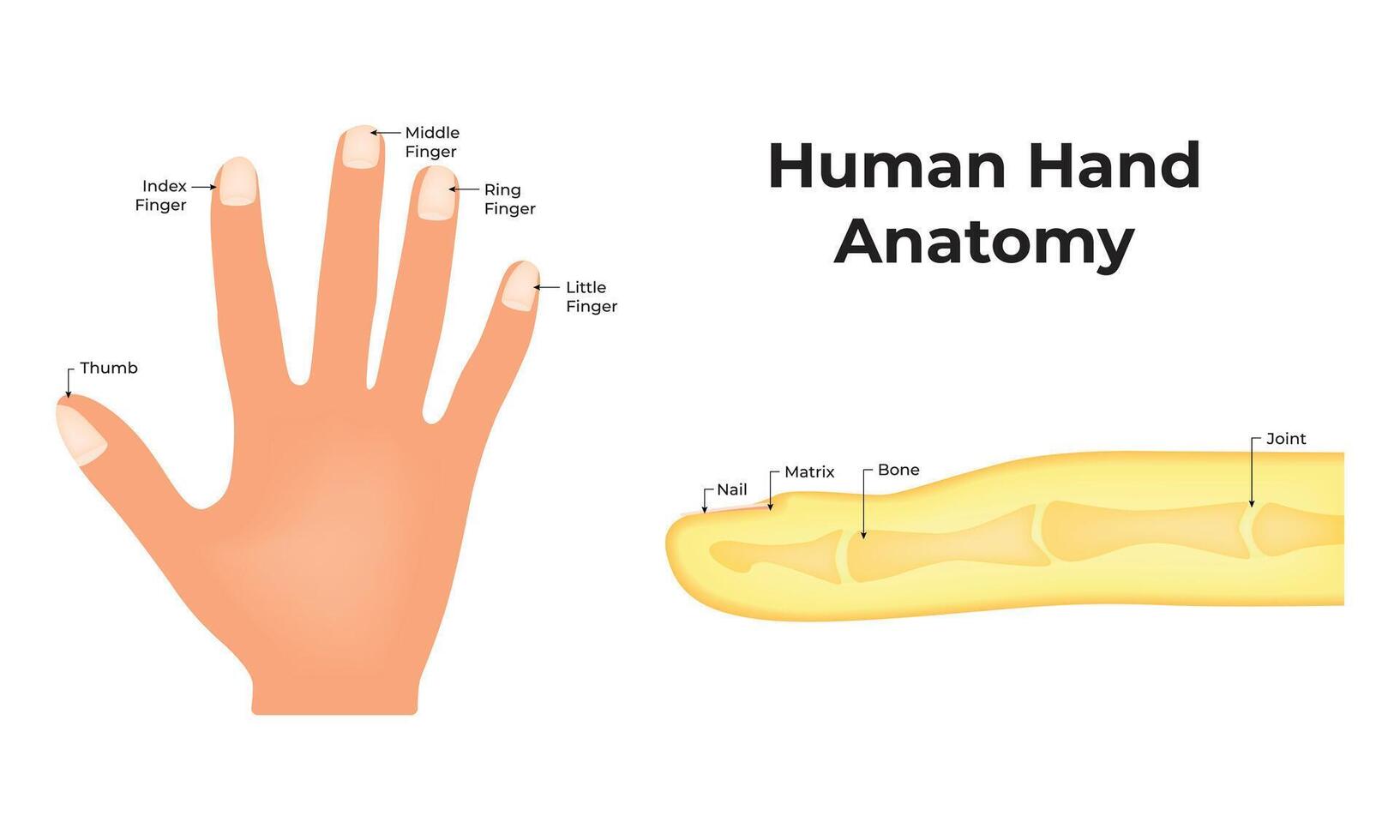 Mensch Hand Anatomie Wissenschaft Design Vektor Illustration Diagramm