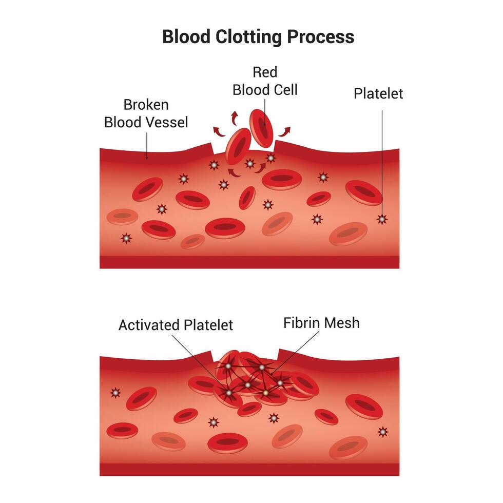 blod koagulering bearbeta vetenskap design vektor illustration diagram