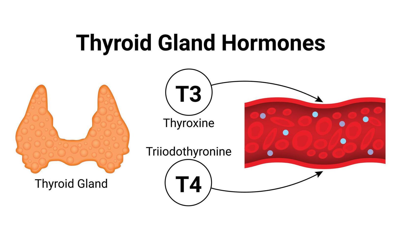 Schilddrüse Drüse Hormone Wissenschaft Design Vektor Illustration