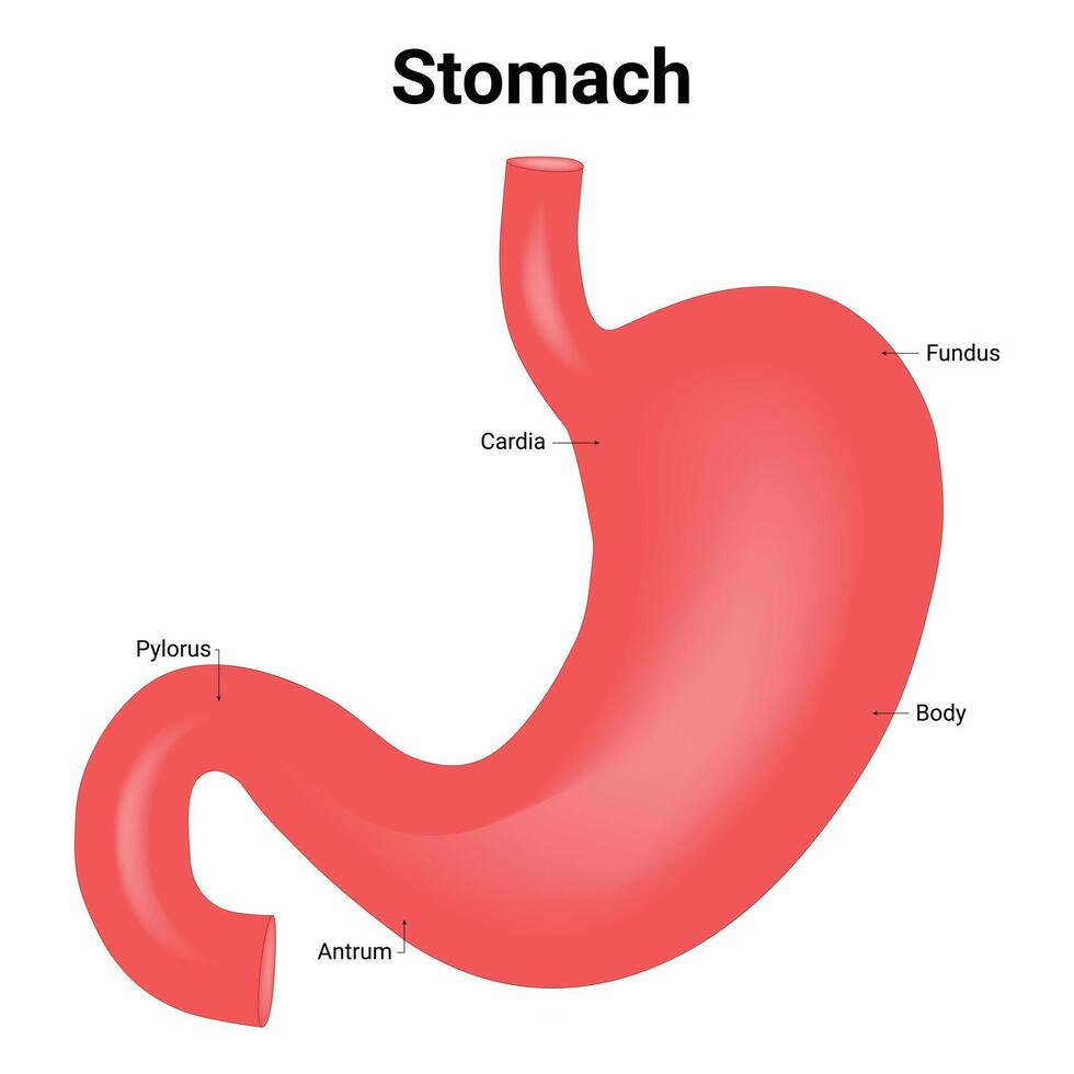 Bauch Wissenschaft Design Vektor Illustration Diagramm