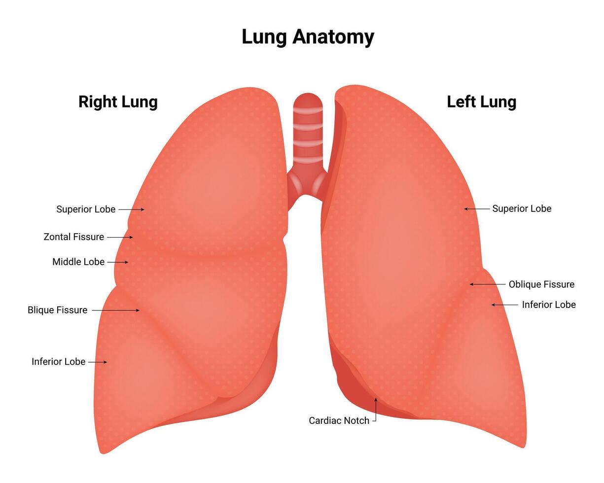 Lunge Anatomie Wissenschaft Design Vektor Illustration Diagramm
