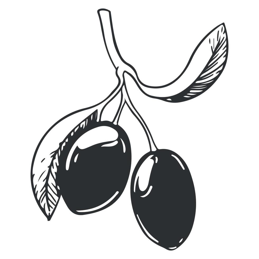 Olive Ast mit schwarz Beeren und Blätter. Italienisch Küche. ein Symbol von Frieden. griechisch religiös unterzeichnen. Olive Baum Vektor Illustration.