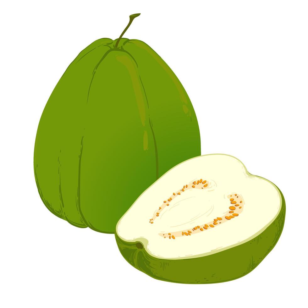 guava, vektor illustration av tropisk grön frukter, hela och i delar. de kött är vit, de hud är grön. en ClipArt markerad på en vit bakgrund.