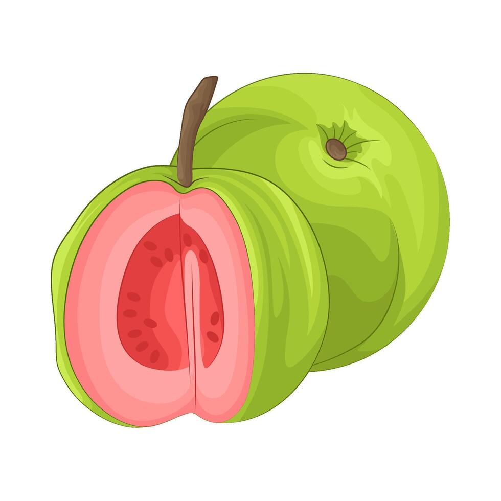 illustration av guava vektor