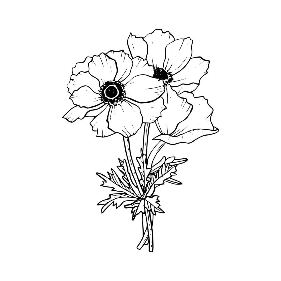 schwarz und Weiß Mohnblumen Blumen Strauß mit Feld Anemone Vektor Illustration zum Gruß Karten, Frühling Hochzeit, Mütter Tag Designs und Färbung Seiten