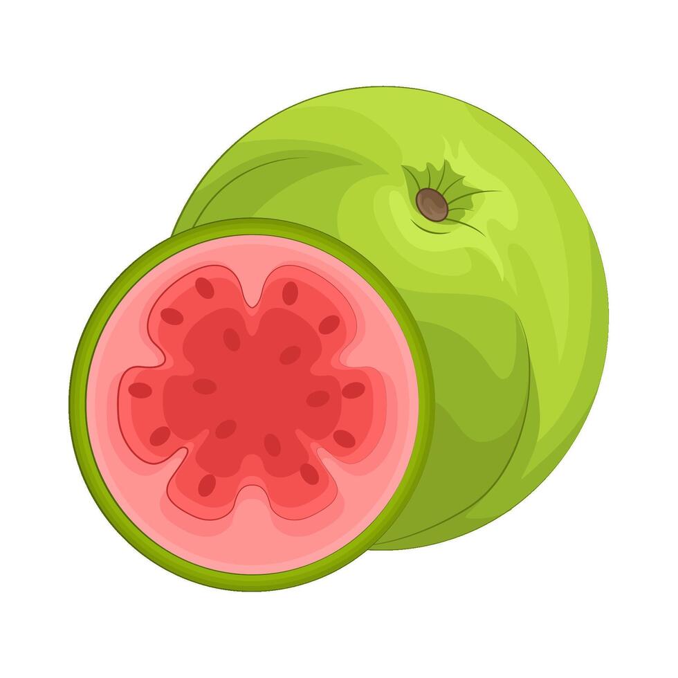 illustration av guava vektor