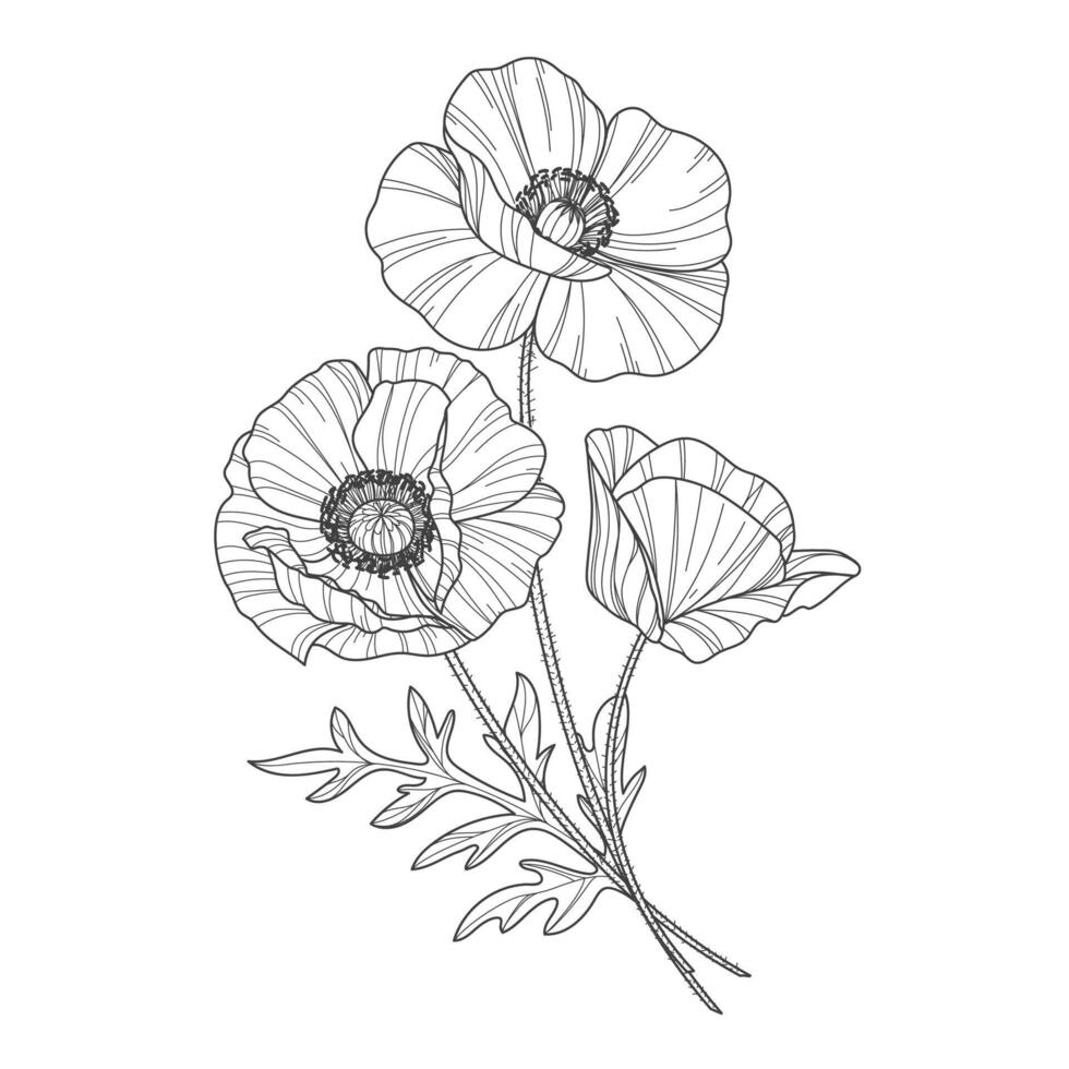 skizzieren von Blume Botanik Sammlung. Zeichnungen von Mohn Blumen. schwarz und Weiß Zeichnung mit Linie Kunst auf ein Weiß Hintergrund. Hand gezeichnet botanisch Illustrationen. vektor