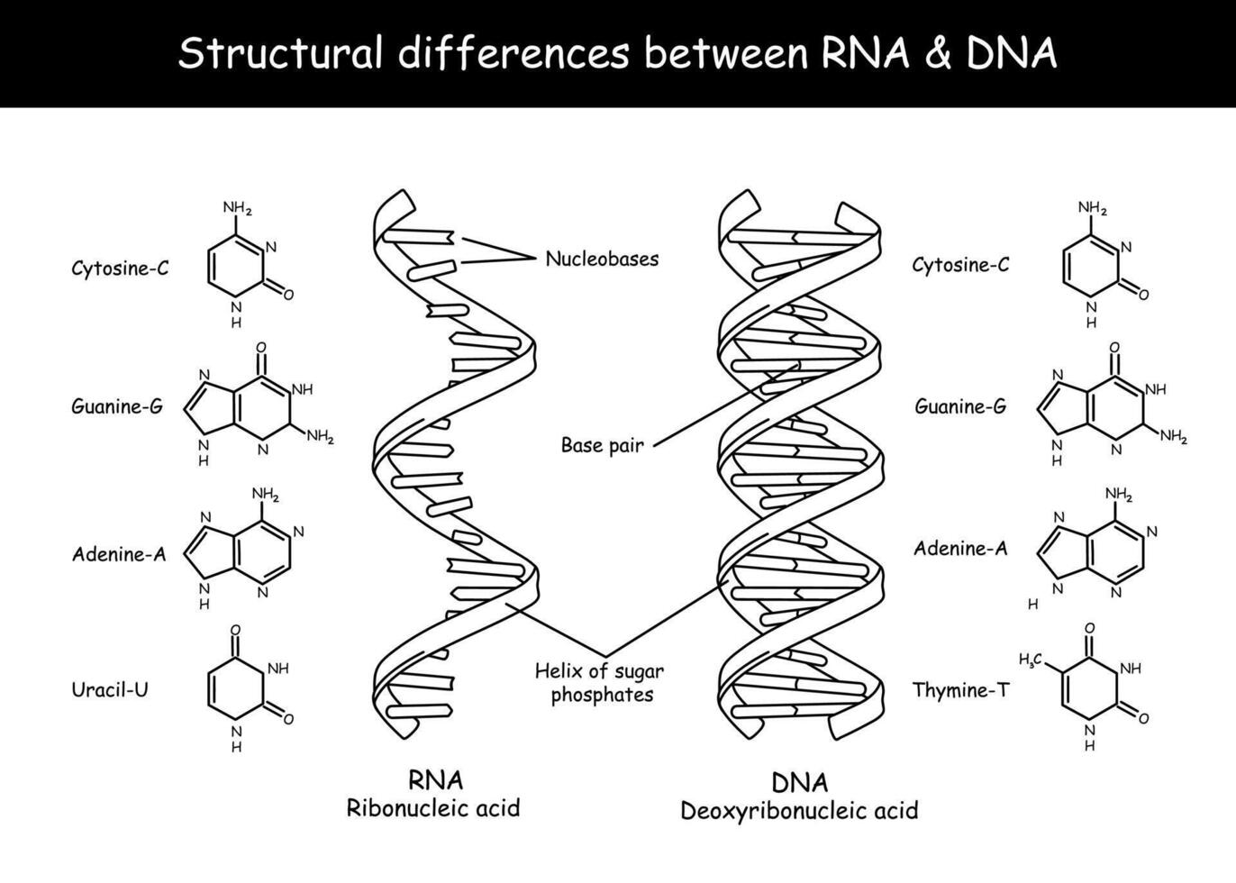 molekular Struktur von DNA und rna. Infografik lehrreich Vektor Illustration