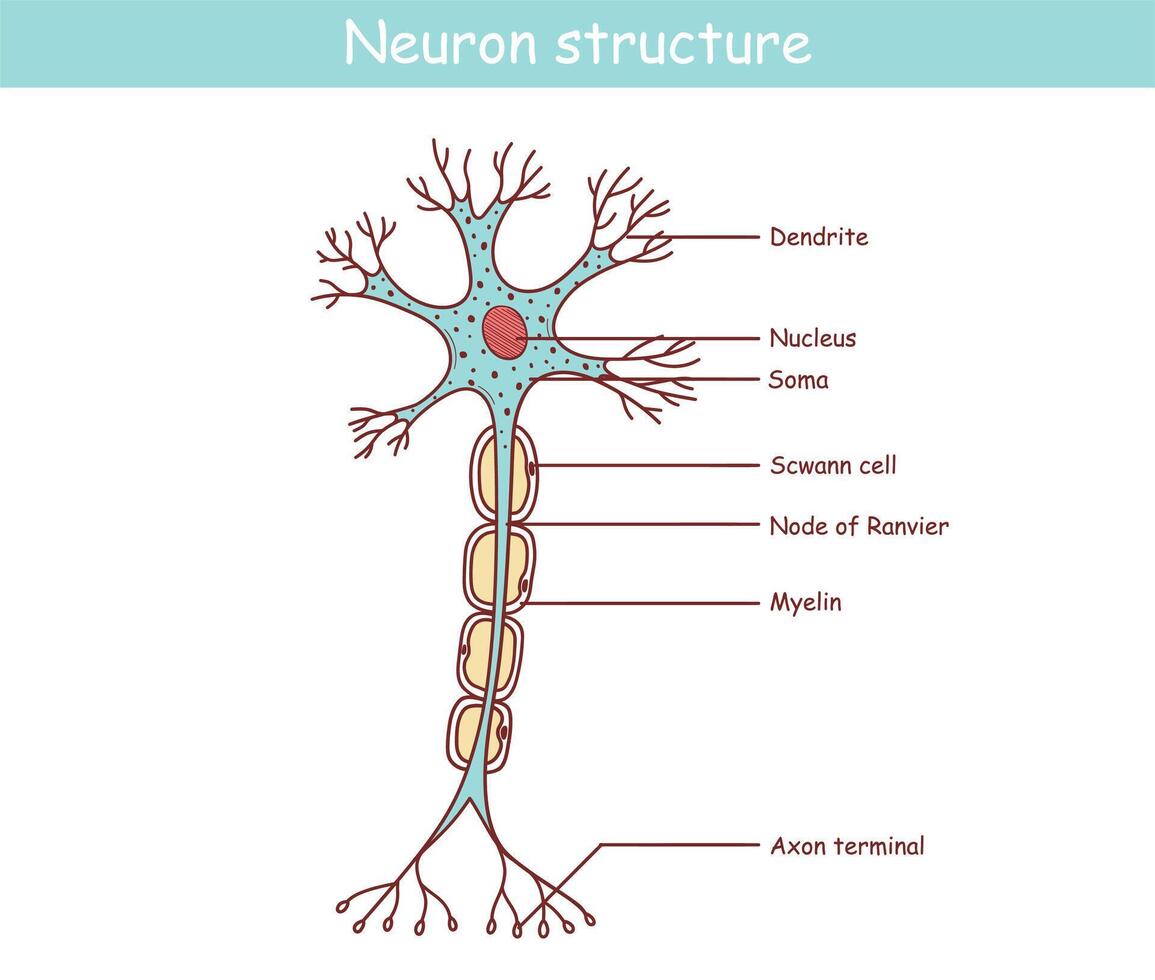 anatomisk illustration av en nervcell i tecknad serie stil vektor