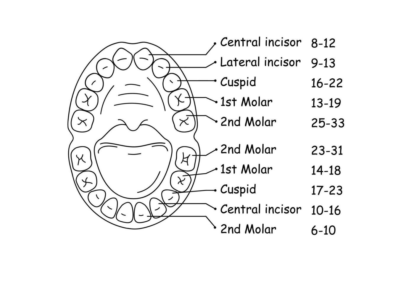 diagram av de anatomi av de käke och tänder i en barn. vektor illustration.