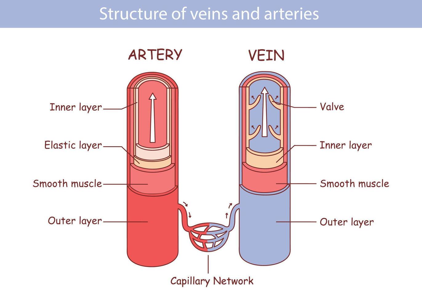 blod fartyg med artär och ven inre strukturera vektor illustration