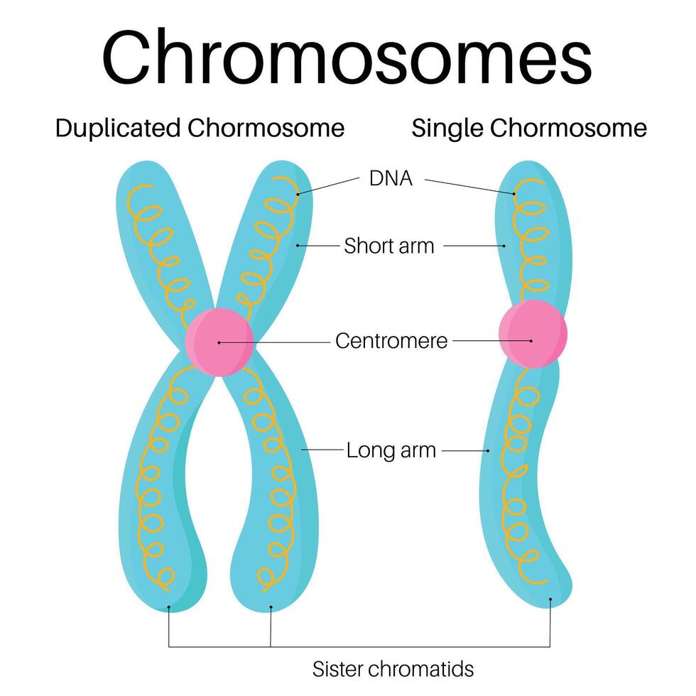 Struktur von Gen und Chromosom. vektor