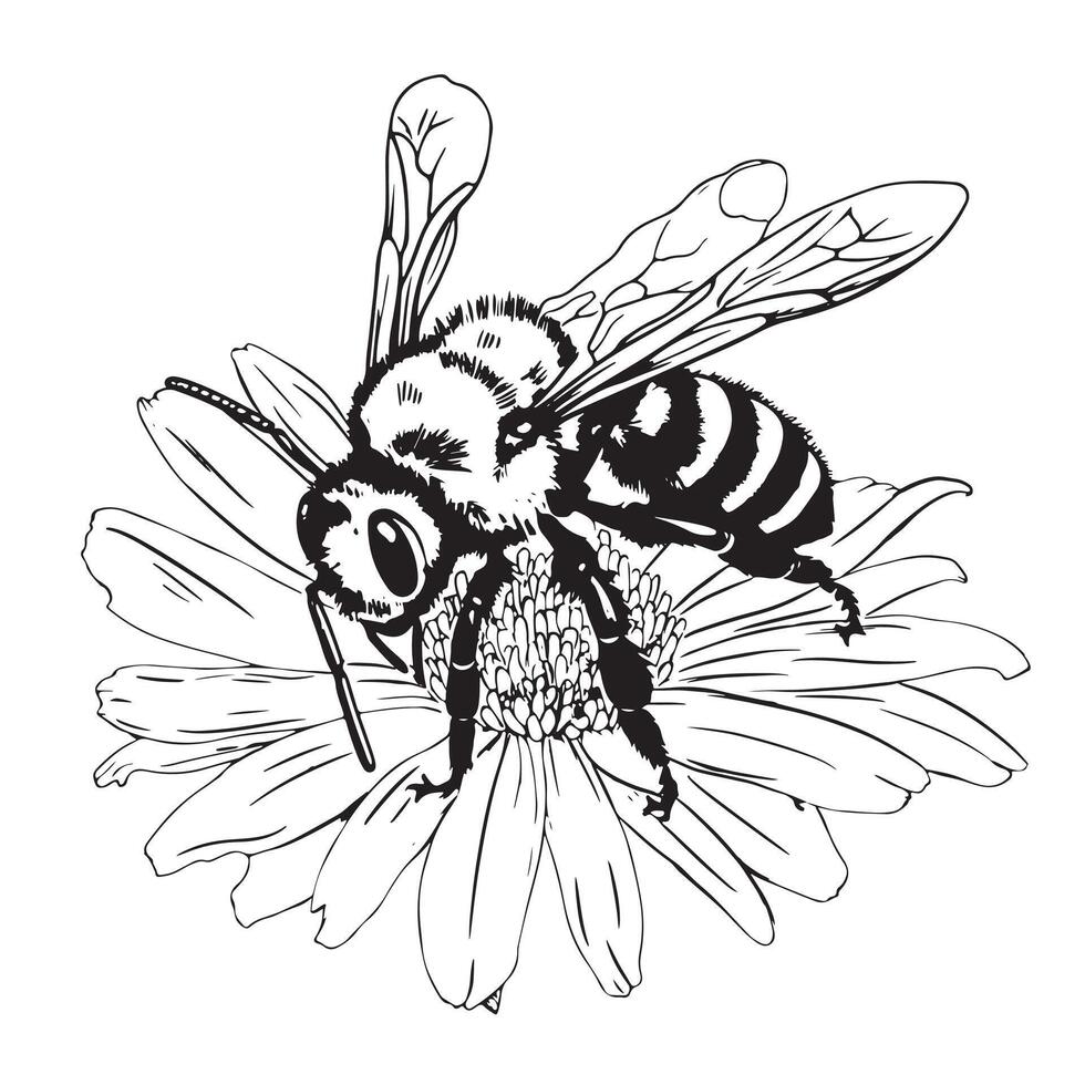 Blumen- Biene Jahrgang Vektor Zeichnung.