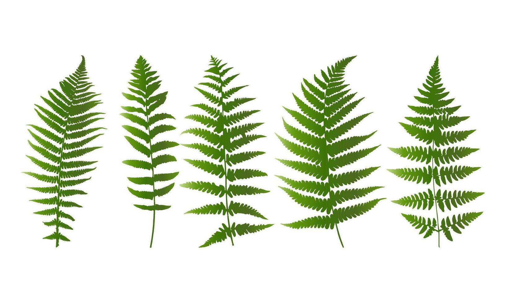 tropisch Blätter Vektor. einstellen von Palme Blätter Silhouetten isoliert auf Weiß Hintergrund vektor