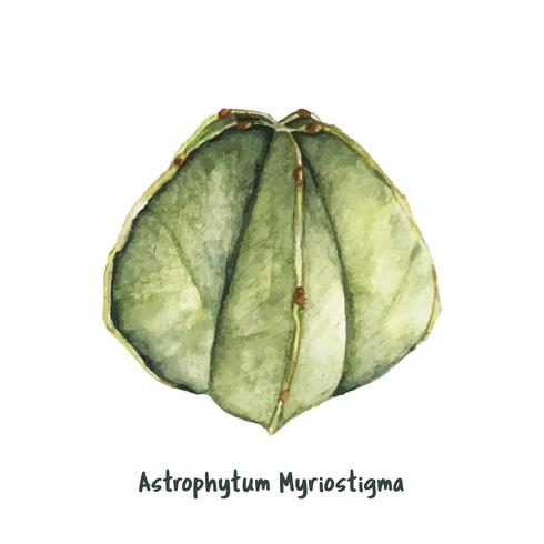 Hand gezeichneter Kaktuskaktus des astrophytum myriostigma Bischofs vektor