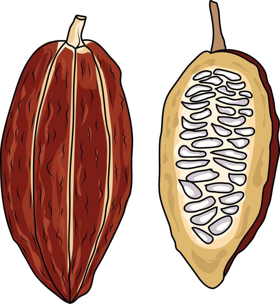 Kakao Bohnen Illustration. Schokolade Kakao Bohnen. Vektor Illustration