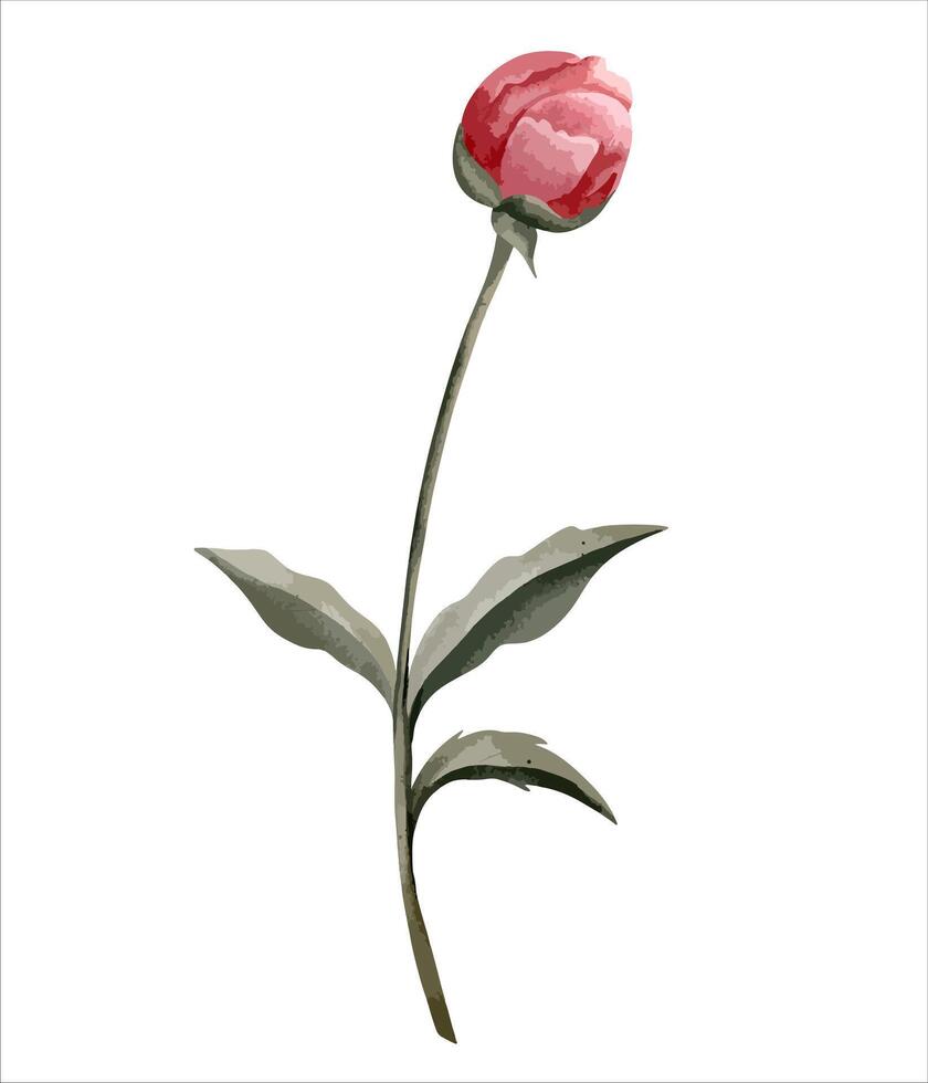 Aquarell Pfingstrose Blume. botanisch isoliert Illustration. Hand gemalt Blumen- Element vektor