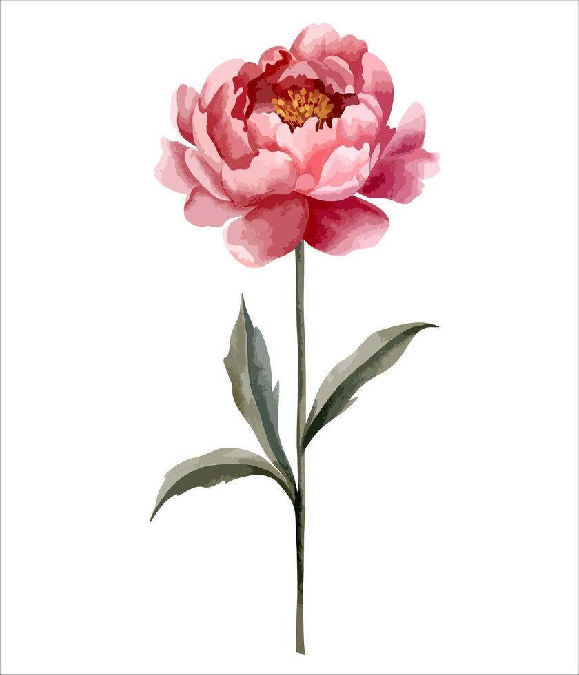 vattenfärg pion blomma. botanisk isolerat illustration. hand målad blommig element vektor