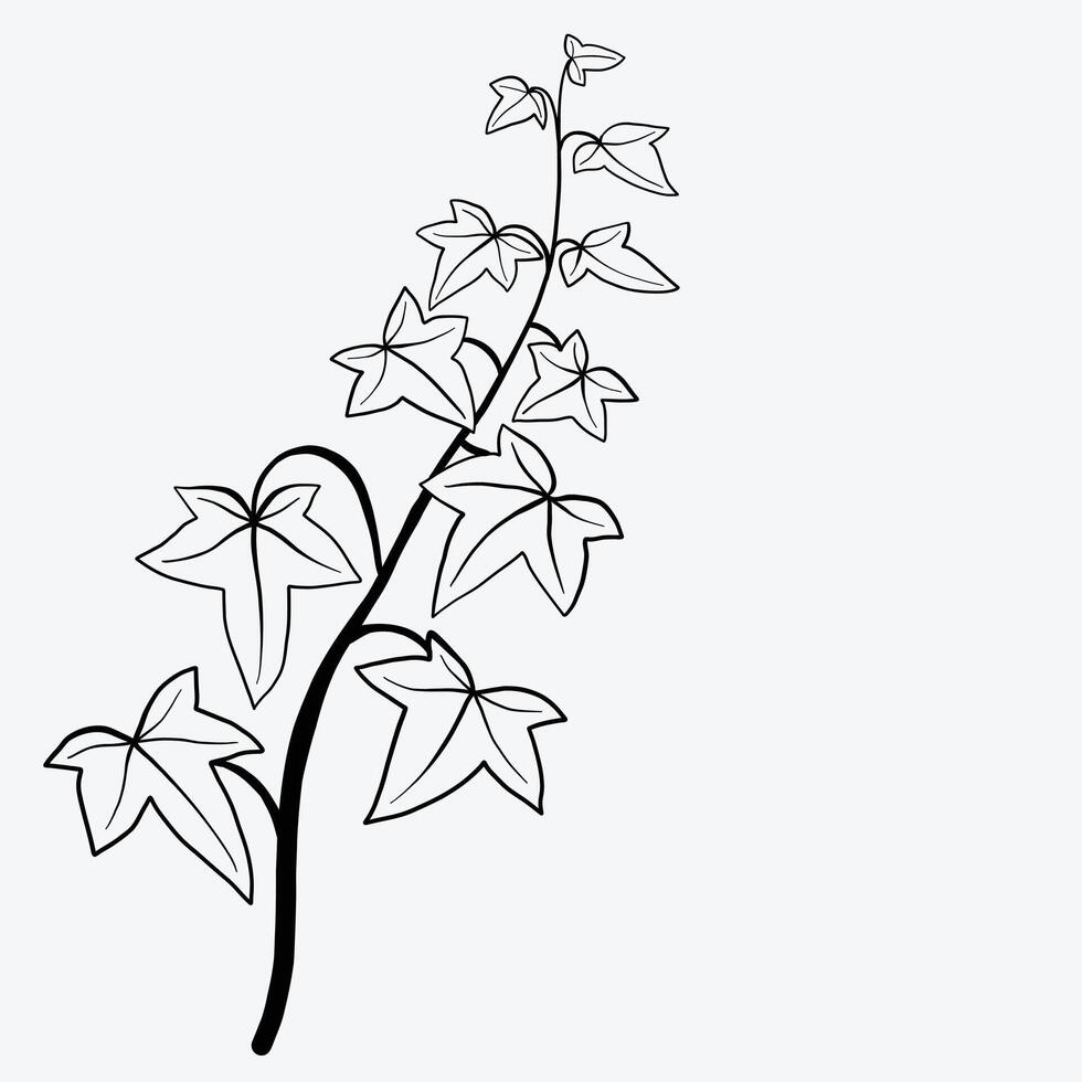 Blumenefeu, der flaches Design der dekorativen Verzierung zeichnet. vektor