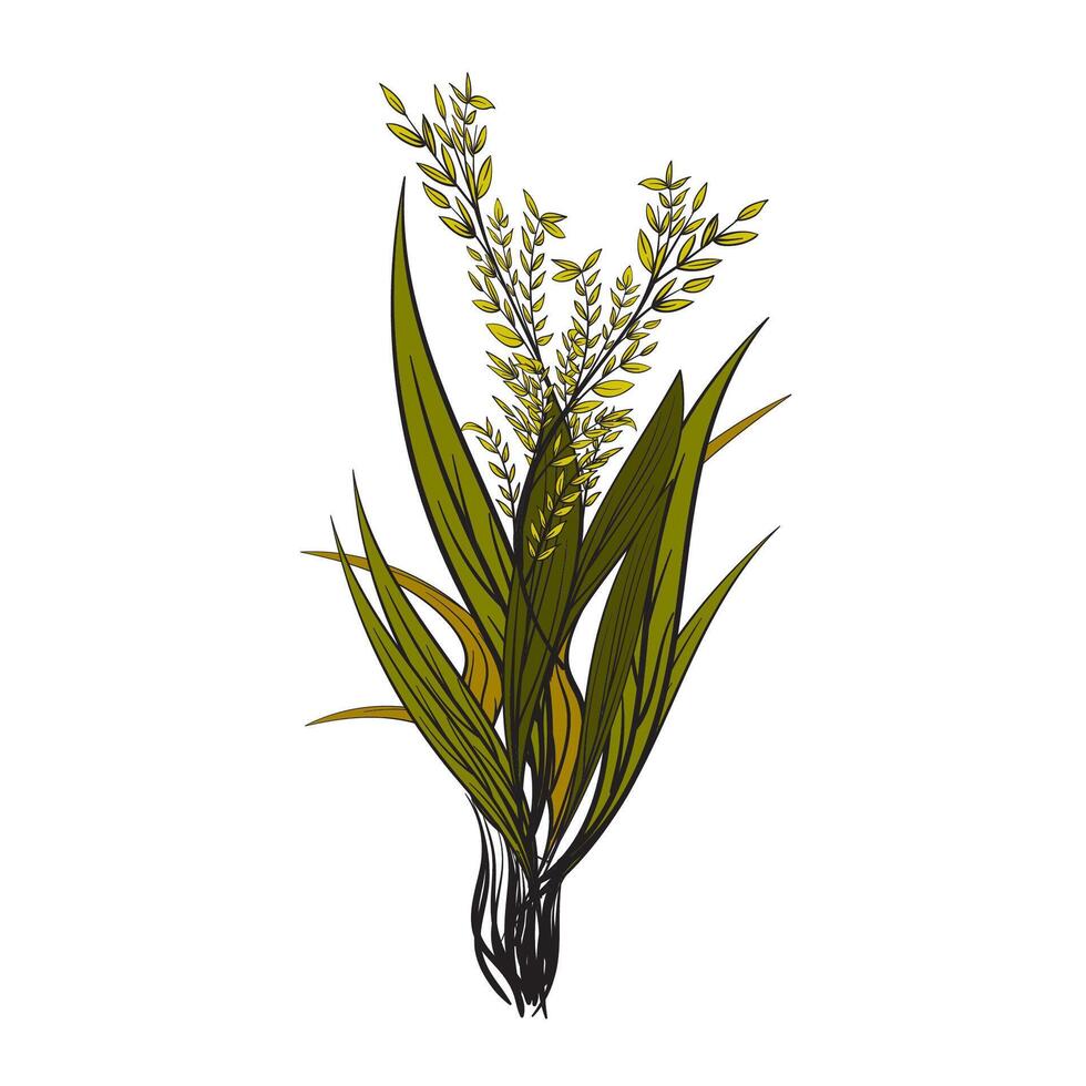 Reis Pflanze Muster Hintergrund Vektor Illustration