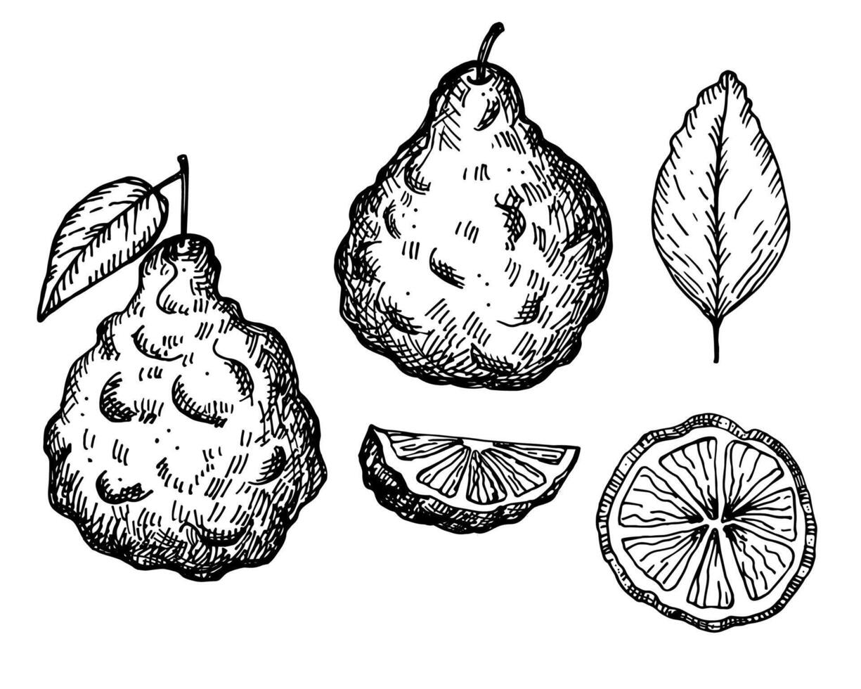 bergamott graverat skiss bläck hand dragen vektor illustration isolerat bakgrund. årgång textur grafisk kaffir citrus- frukt, skivor, blomma. organisk mat ingrediens, grundläggande olja, skönhet spa, te