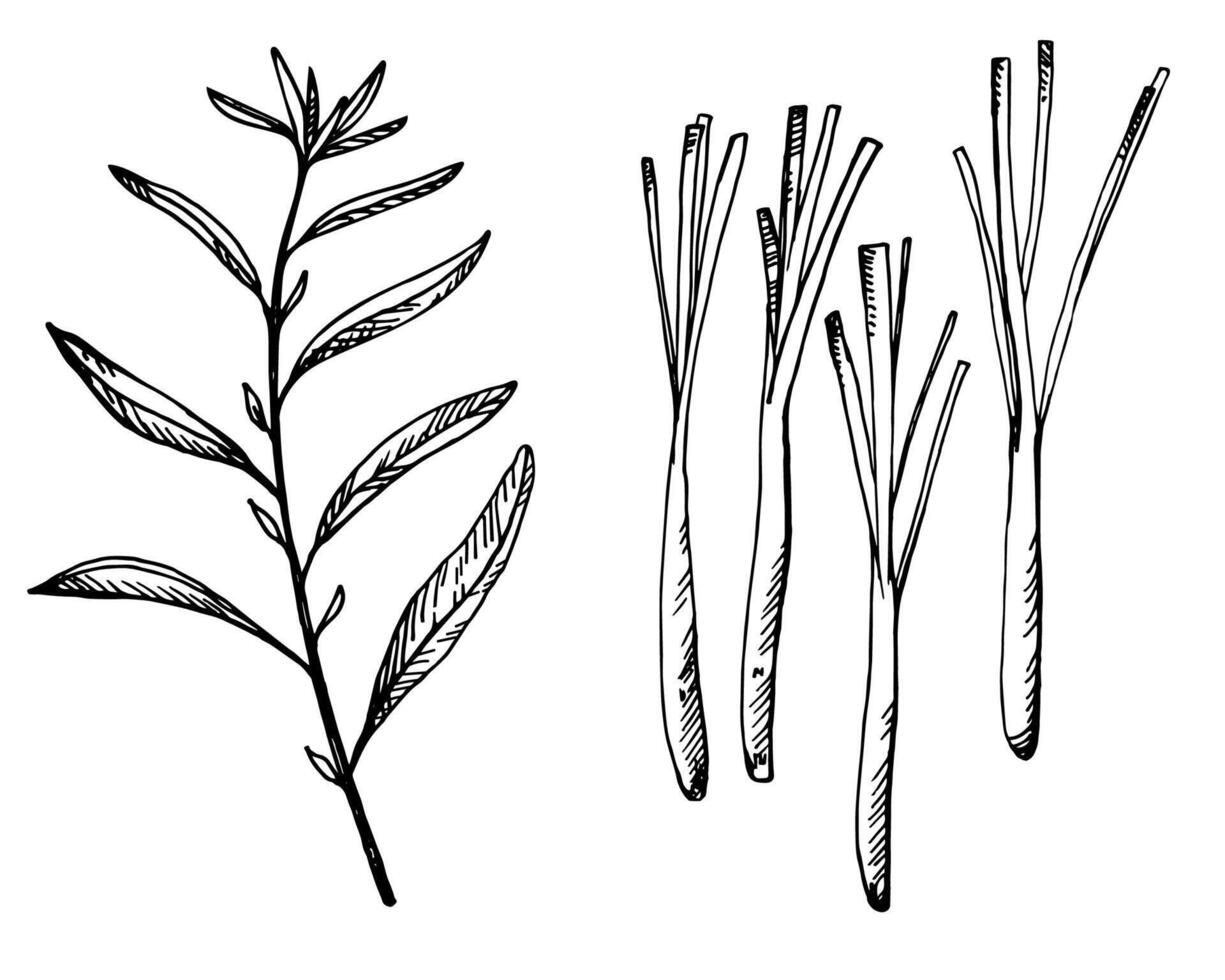 citrongräs växt hand dragen skiss på isolerat bakgrund botanisk vektor illustration av ört gren cymbopogon krydda för logotyp, tecken, kort, märka, mall. ingrediens för mat grundläggande olja te