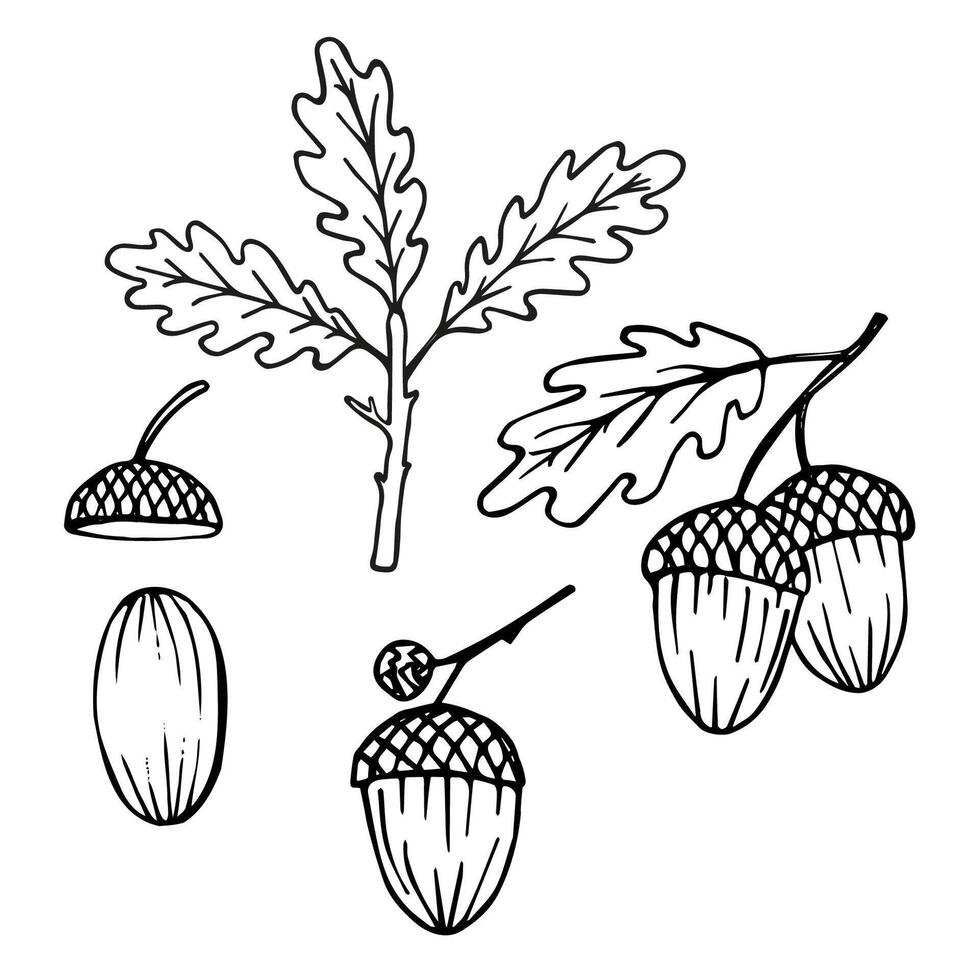 Eichel Baum Tinte skizzieren Hand gezeichnet einstellen Sammlung mit Eiche Pflanzen Eicheln, Obst und Blatt, Vektor Illustration auf isoliert Hintergrund. Design Element zum drucken, Logo, Karte, Etikett, Papier, Poster, Verpackung