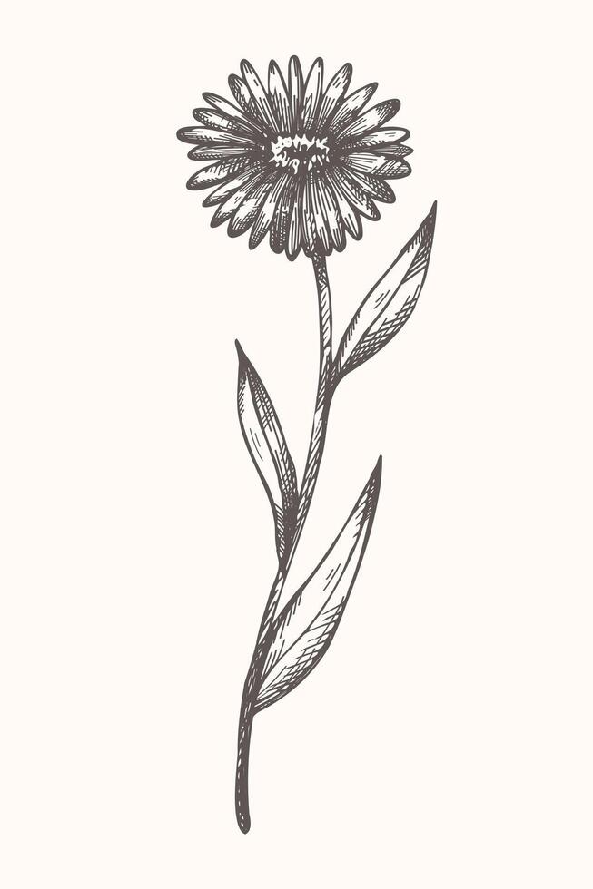 Ringelblume Pflanze Tinte skizzieren mit Gravur Hand gezeichnet Vektor Illustration. Zeichnung von medizinisch Kräuter- Gänseblümchen Blume, botanisch Kunst Grafik zum Tee, organisch Kosmetik, Medizin Aromatherapie, Logo, Etikette